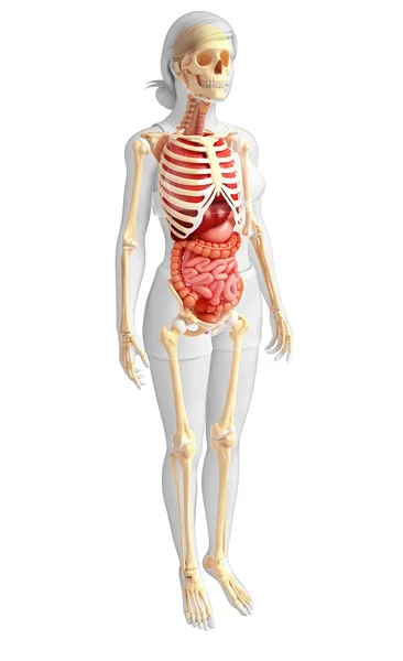 Female skeleton and digestive system — Stock Image Female skeleton and digestive system Stock Image