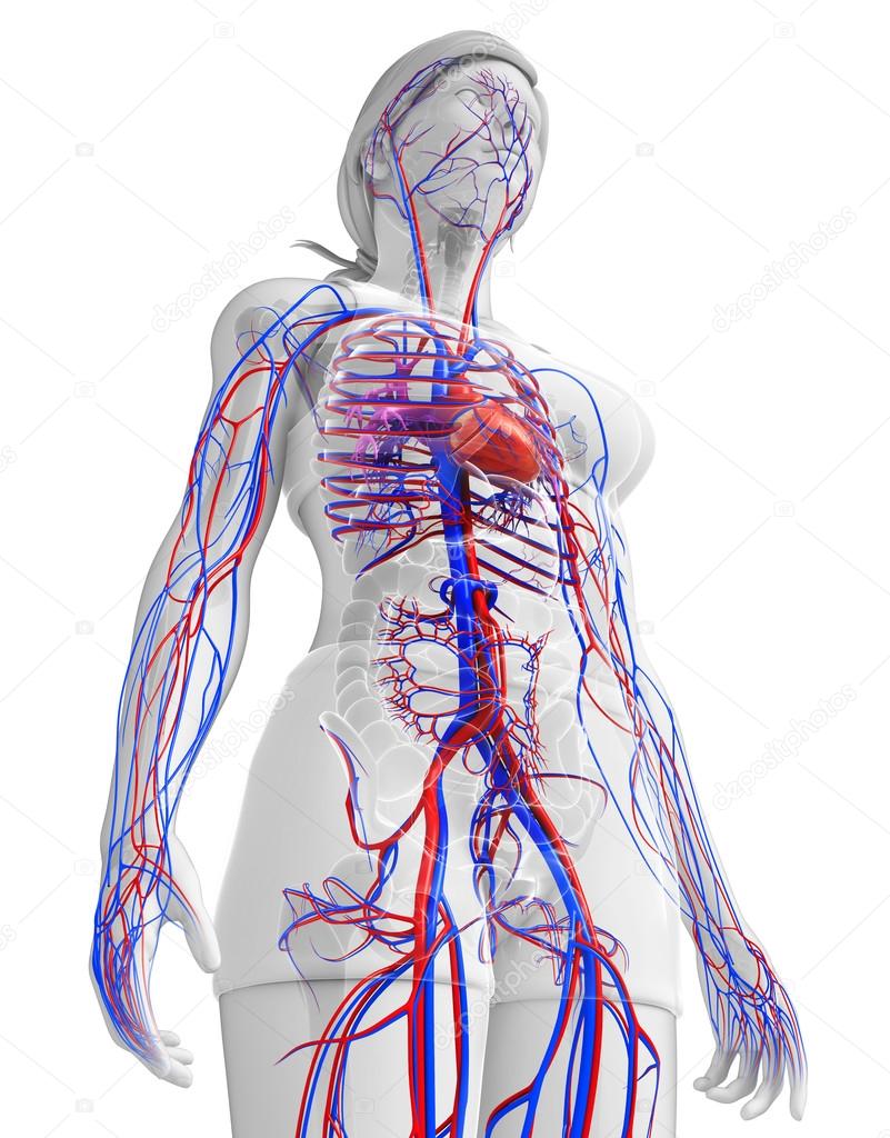 Female circulatory system