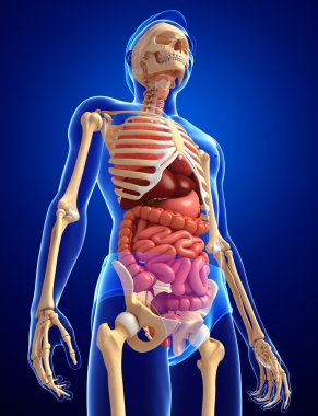  erkek iskeleti ve sindirim sistemi
