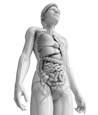 erkek anatomisi, sindirim sistemi