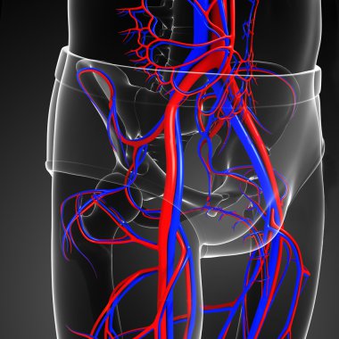 Pelvik korse dolaşım sistemi