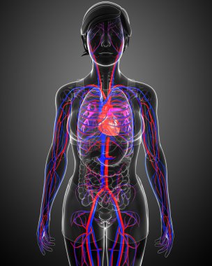 kadın dolaşım sistemi