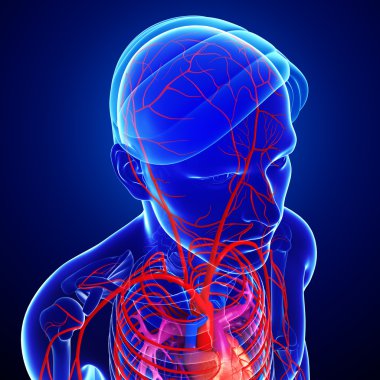 İnsan kafa arterler