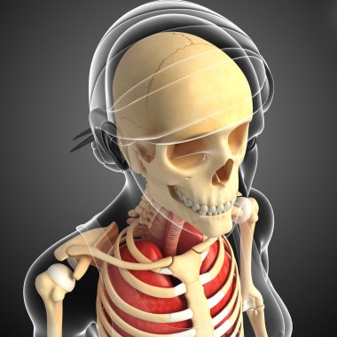 insan baş anatomisi