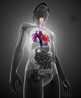 erkek kalp anatomisi
