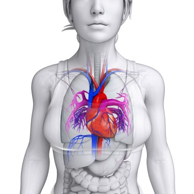  kadın kalp anatomisi