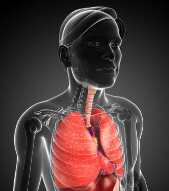 erkek solunum sistemi