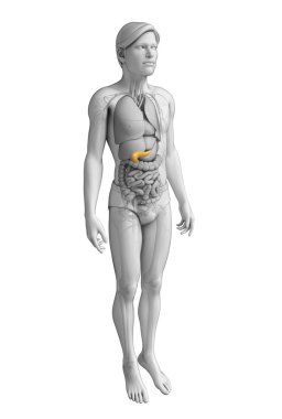 erkek pankreas anatomisi