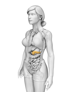 kadın pankreas anatomisi