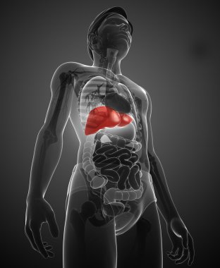 insan akciğerler anatomi