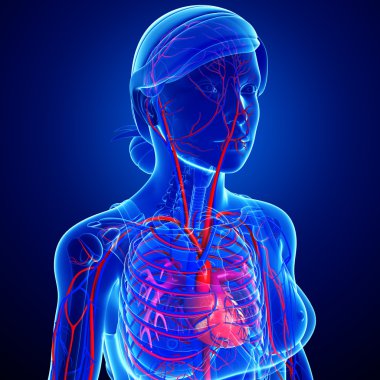 insan akciğerler anatomi