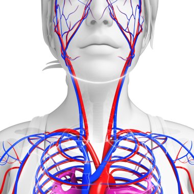Human neck circulatory system clipart