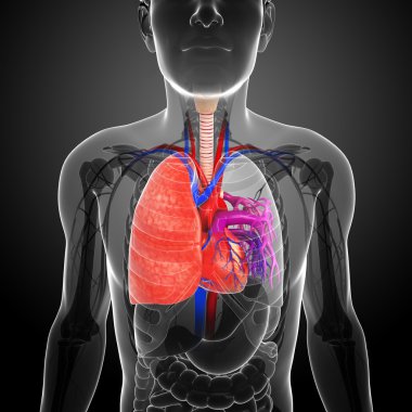 erkek akciğerler anatomi