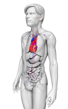 erkek kalp anatomisi