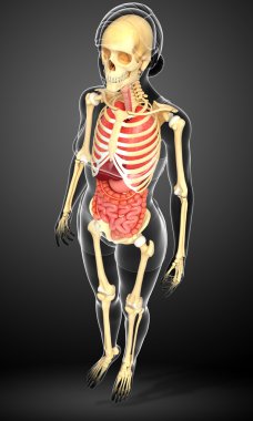 dişi iskeleti ve sindirim sistemi