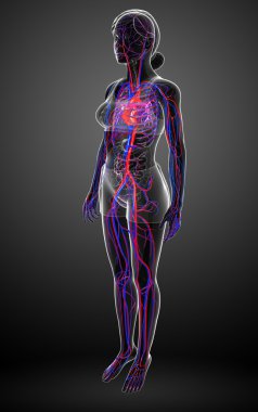 kadın dolaşım sistemi