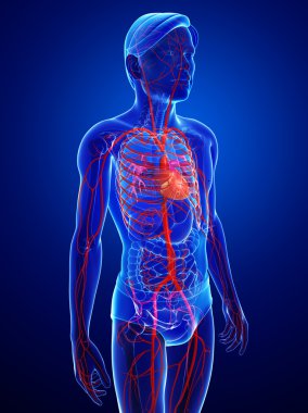 insan akciğerler anatomi
