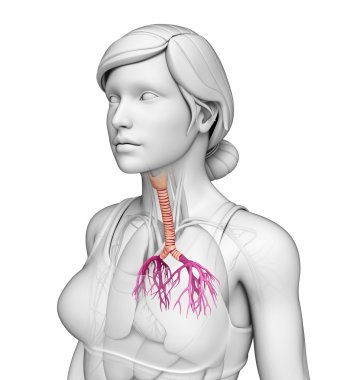 insan akciğerler anatomi