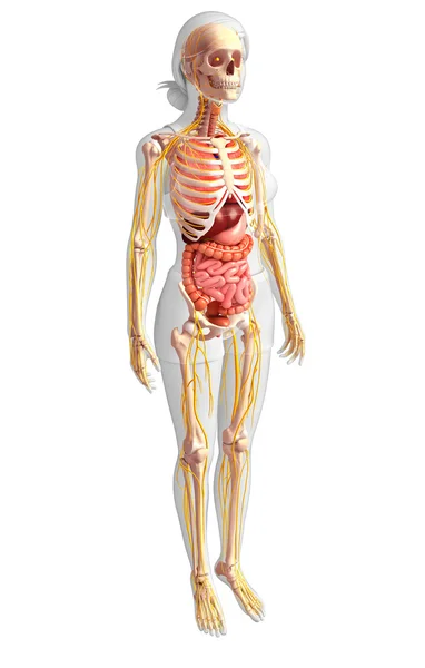 女性の骨格と消化器系 — ストック写真