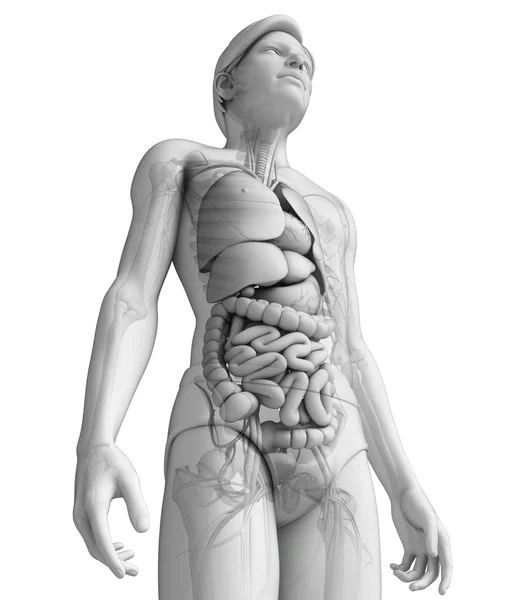 Verdauungssystem der männlichen Anatomie — Stockfoto