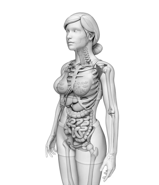 Verdauungssystem der weiblichen Anatomie — Stockfoto