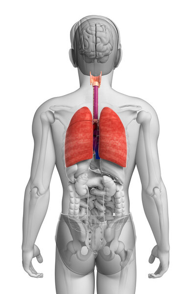 Анатомия мужских лёгких
