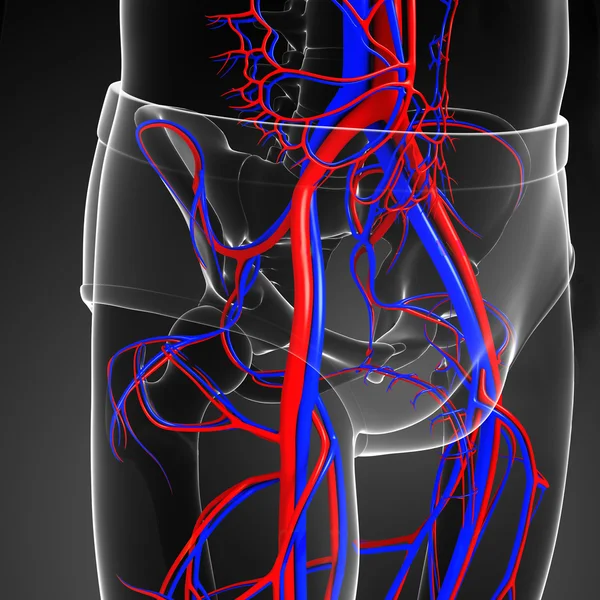 Кровеносная система тазового пояса — стоковое фото
