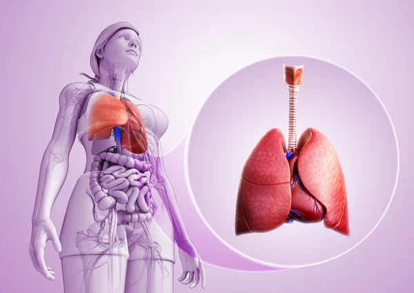 Anatomie der männlichen Lungen — Stockfoto