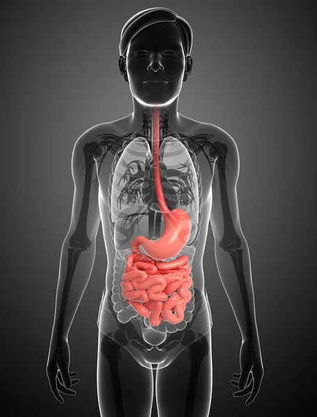 Anatomie de l'intestin grêle du mâle — Photo