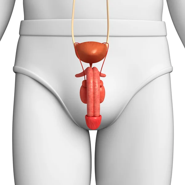 Sistema urinário masculino — Fotografia de Stock