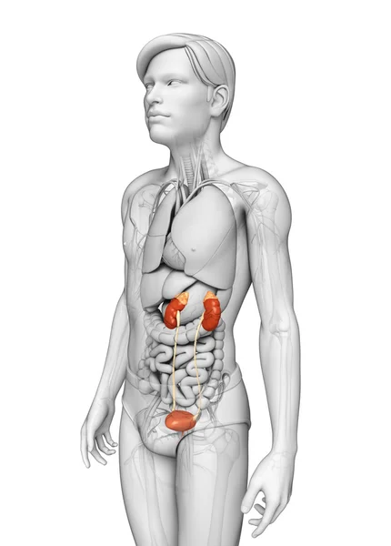 Mannelijke urine-systeem — Stockfoto