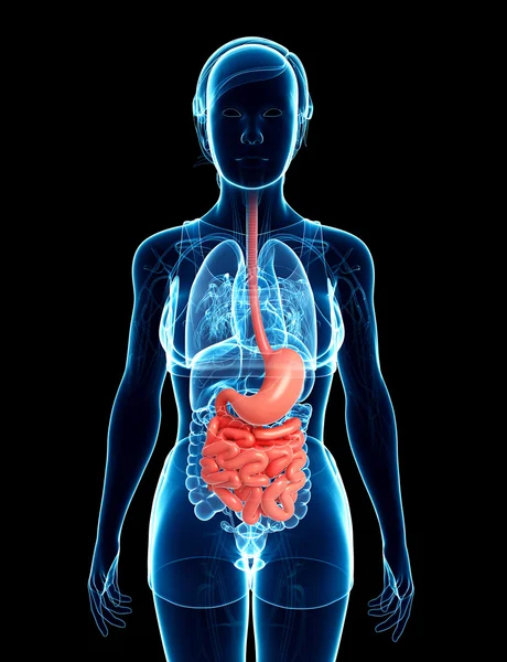 Tenké střevo anatomie ženské — Stock fotografie