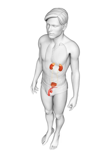 Sistema urinario masculino —  Fotos de Stock
