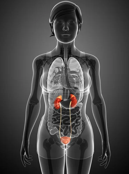 Sistema urinario femminile — Foto Stock