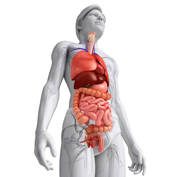 Digestive system of male body — Stock Photo, Image