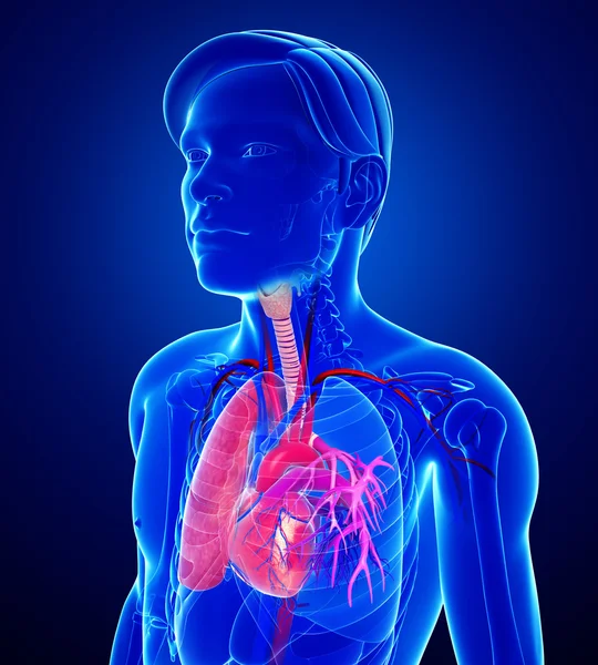 Pulmones masculinos anatomía —  Fotos de Stock