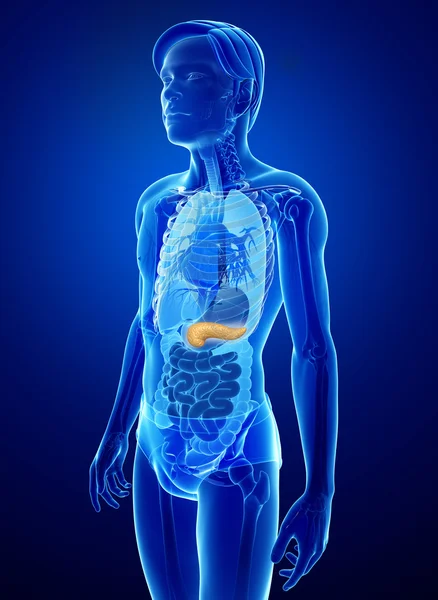 男性の膵臓の解剖学 — ストック写真