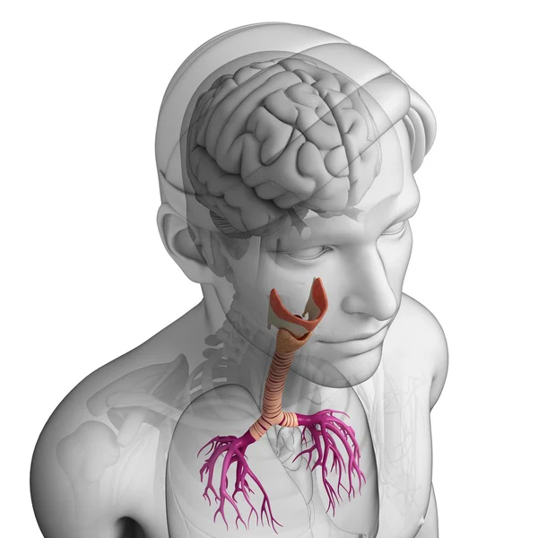 Erkek boğaz anatomisi — Stok fotoğraf