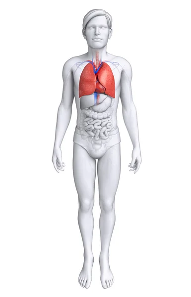 Ihmisen keuhkojen anatomia — kuvapankkivalokuva