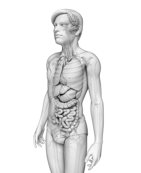 Erkek anatomisi, sindirim sistemi — Stok fotoğraf