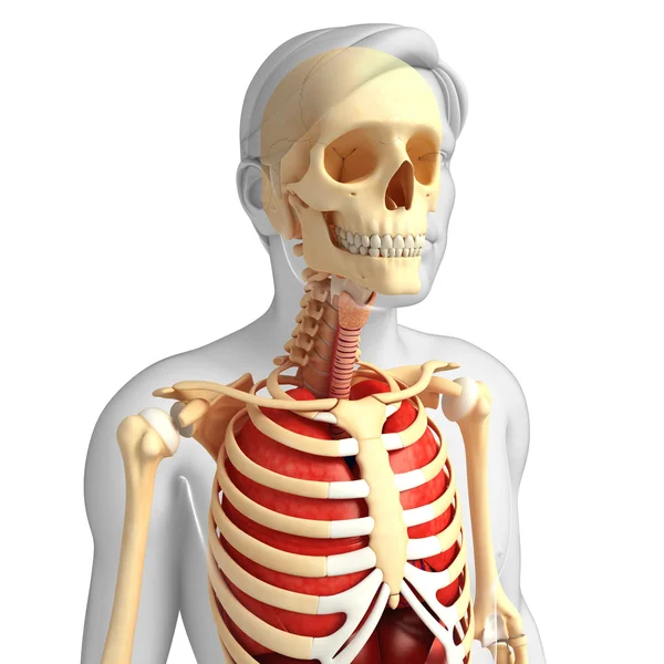 Esqueleto masculino y ilustraciones pulmonares — Foto de Stock