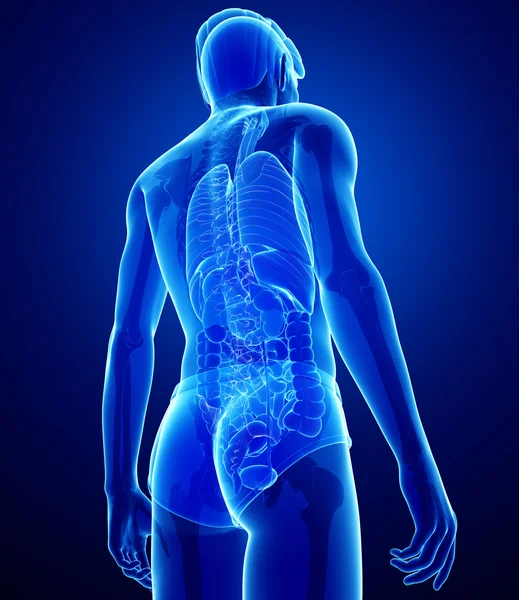 Xray digestive system of male body — Stock Photo, Image