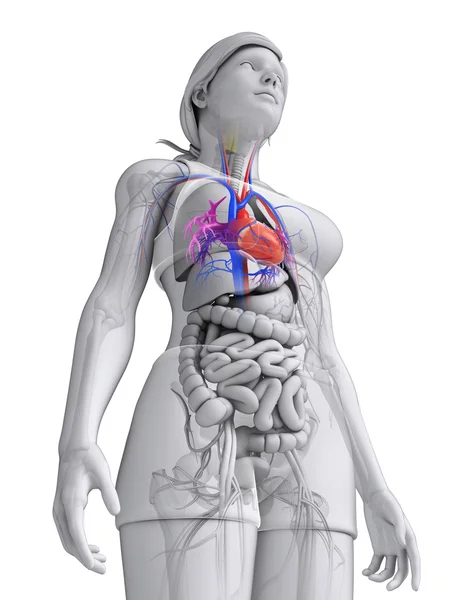 Anatomia do coração feminino — Fotografia de Stock