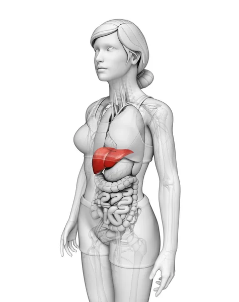 女性の肝臓の解剖学 — ストック写真