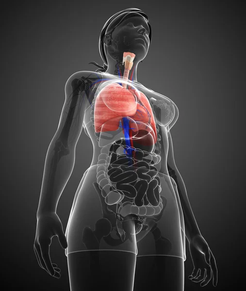 Kvinnliga lungorna anatomi — Stockfoto
