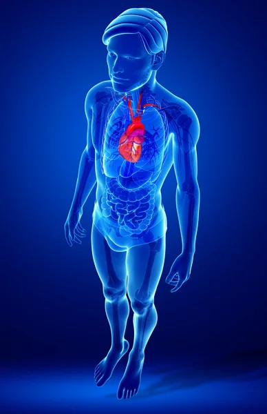 Male heart anatomy — Stock Photo, Image