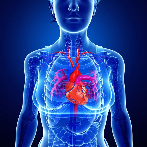 Anatomia del cuore femminile — Foto Stock