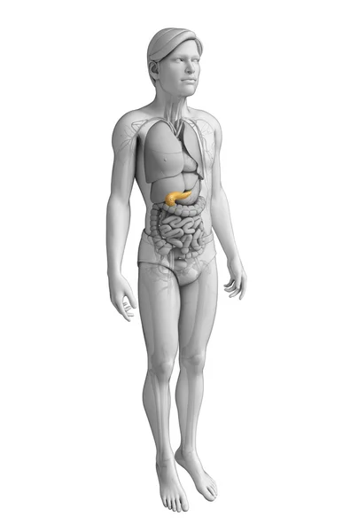 Male pancreas anatomy — Stock Photo, Image