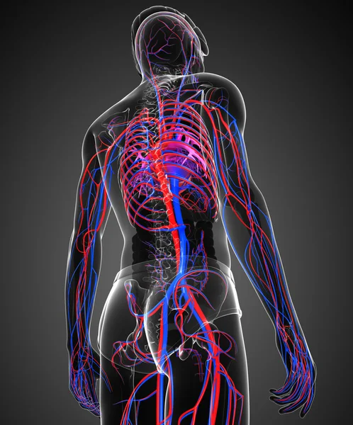 Sistema circulatorio masculino — Foto de Stock