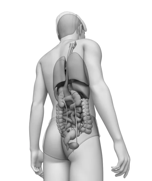 Układ trawienny męskiej anatomii — Zdjęcie stockowe